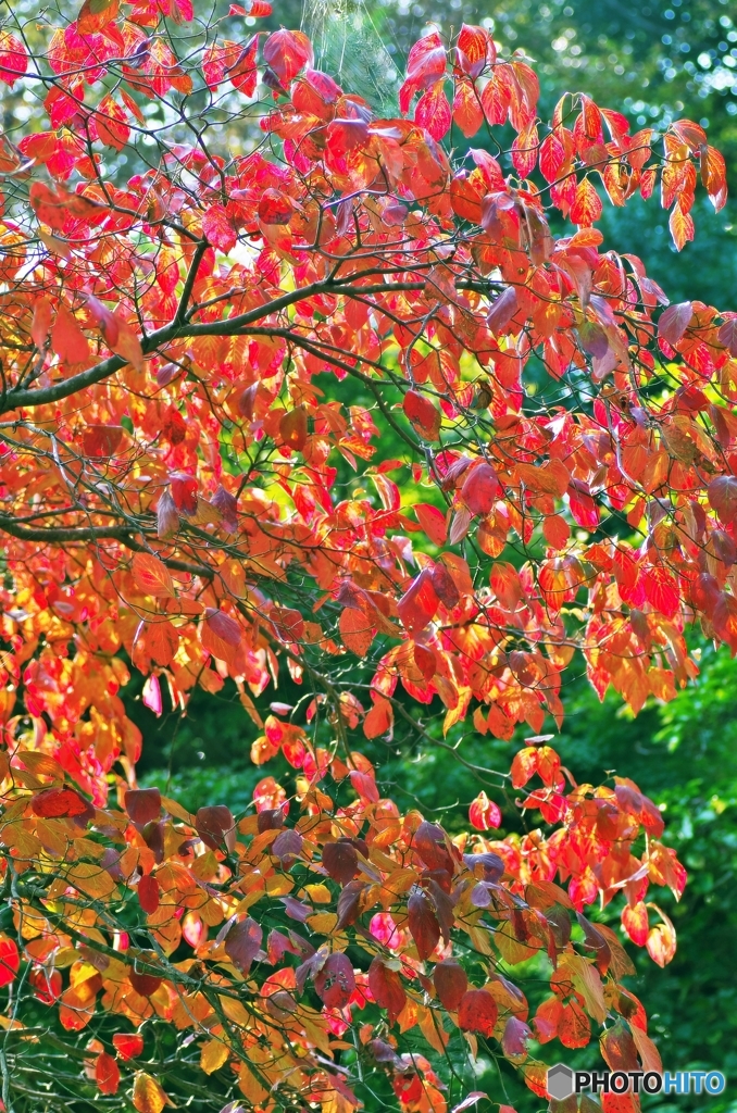 crimson foliage 1