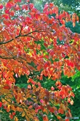 crimson foliage 1
