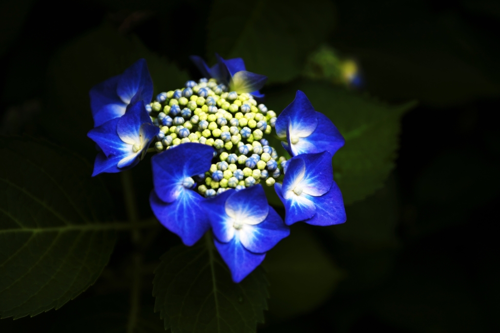 Blue in the darkness