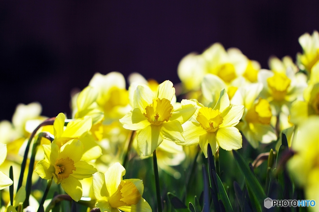 Bloom in backlight 1