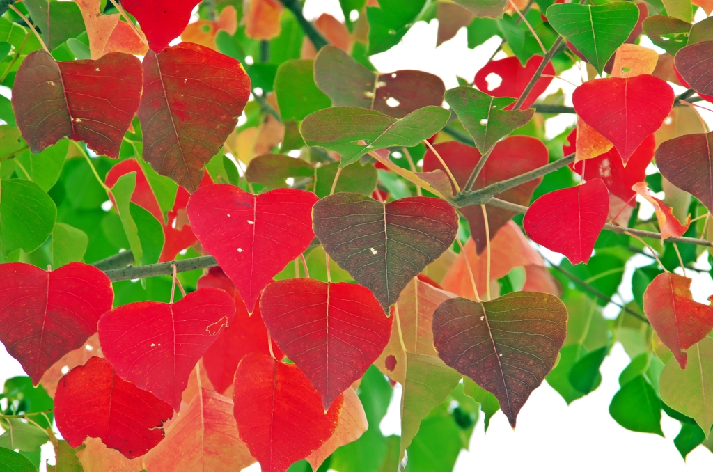 Colored leaves