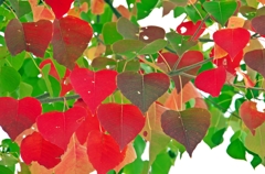Colored leaves