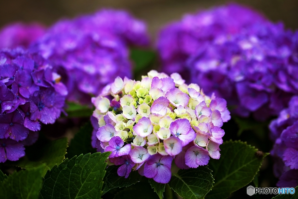 Color to appear
