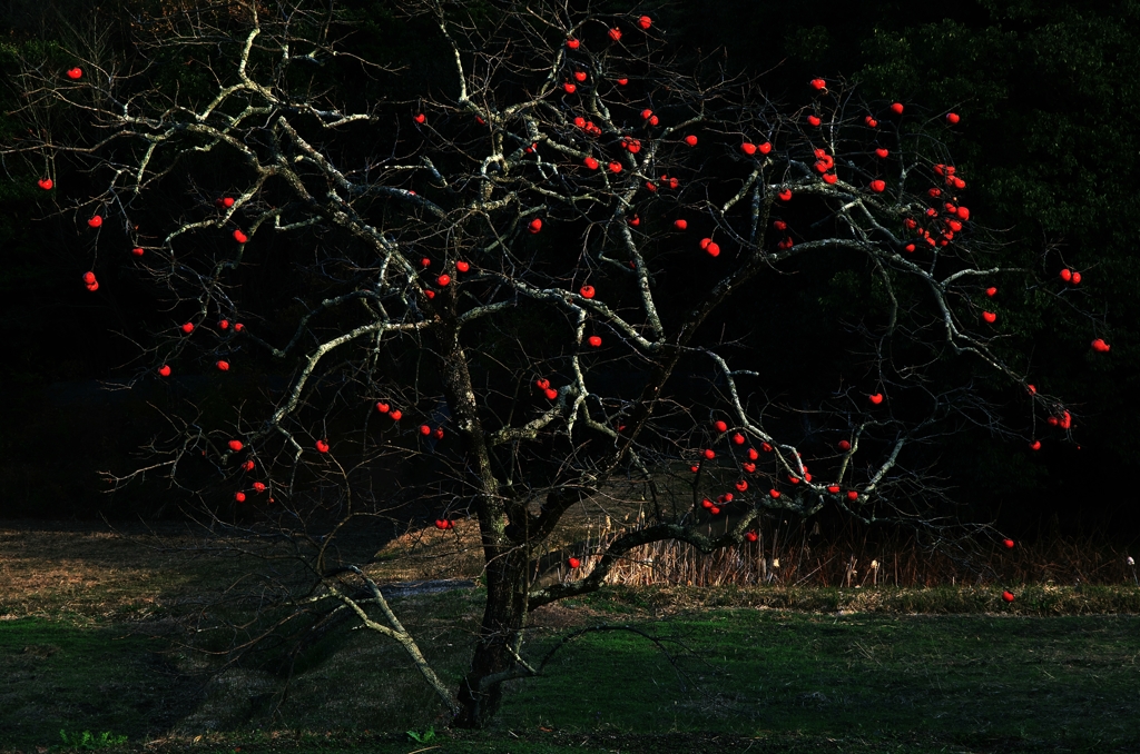 Remaining persimmon fruit