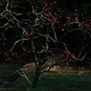 Remaining persimmon fruit