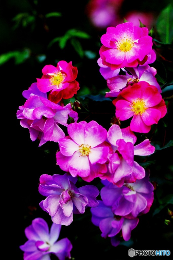 Expression of the rose 1