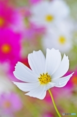 Predilection for COSMOS 4