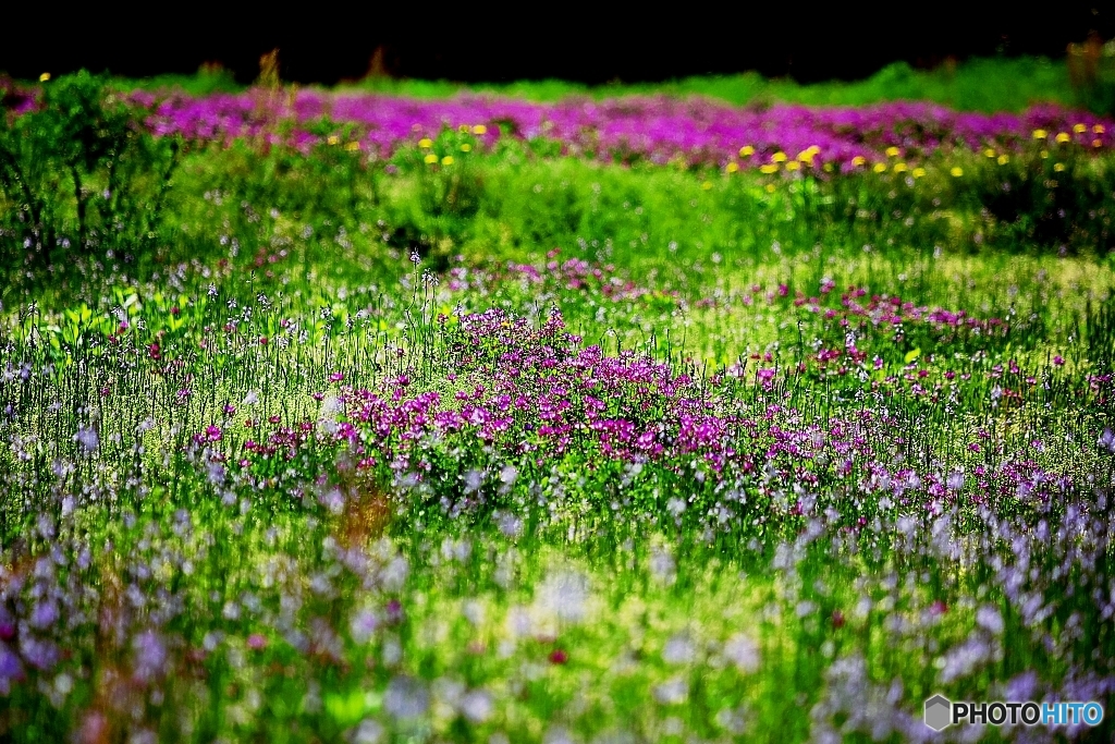Field of the Colors 2