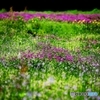 Field of the Colors 2