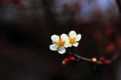 White plum blossoms 3