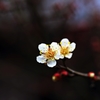 White plum blossoms 3