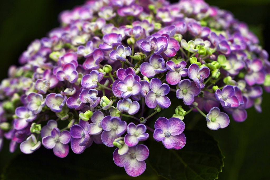 Beginning of Hydrangea 1