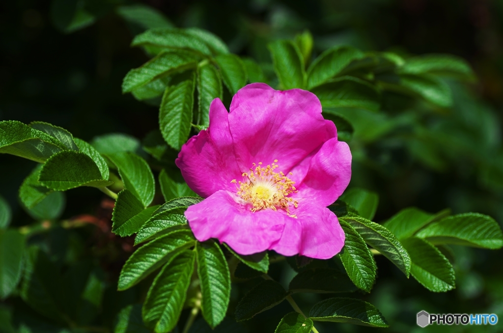 Rugosa rose 1