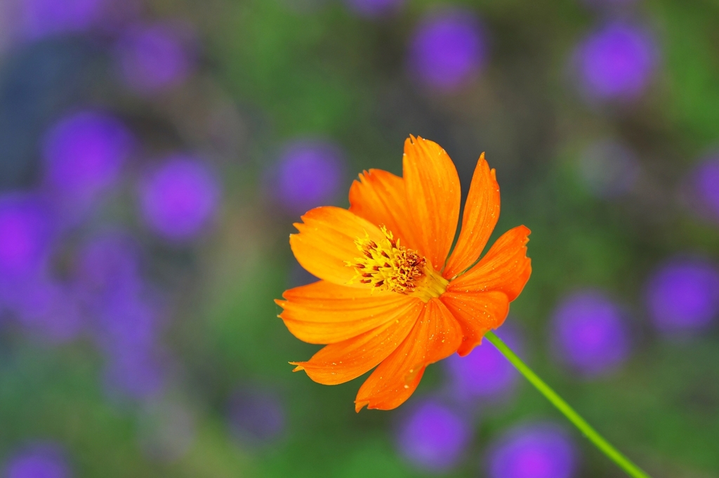 arancione