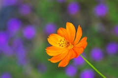 arancione
