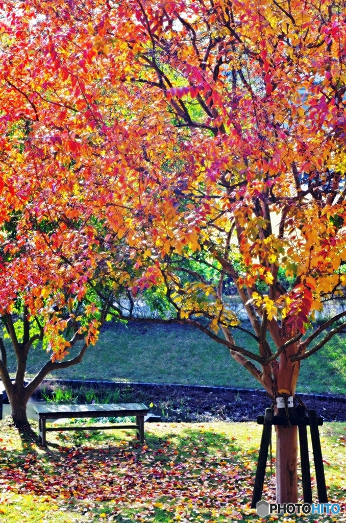 Indian summer 3