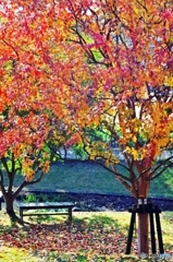 Indian summer 3
