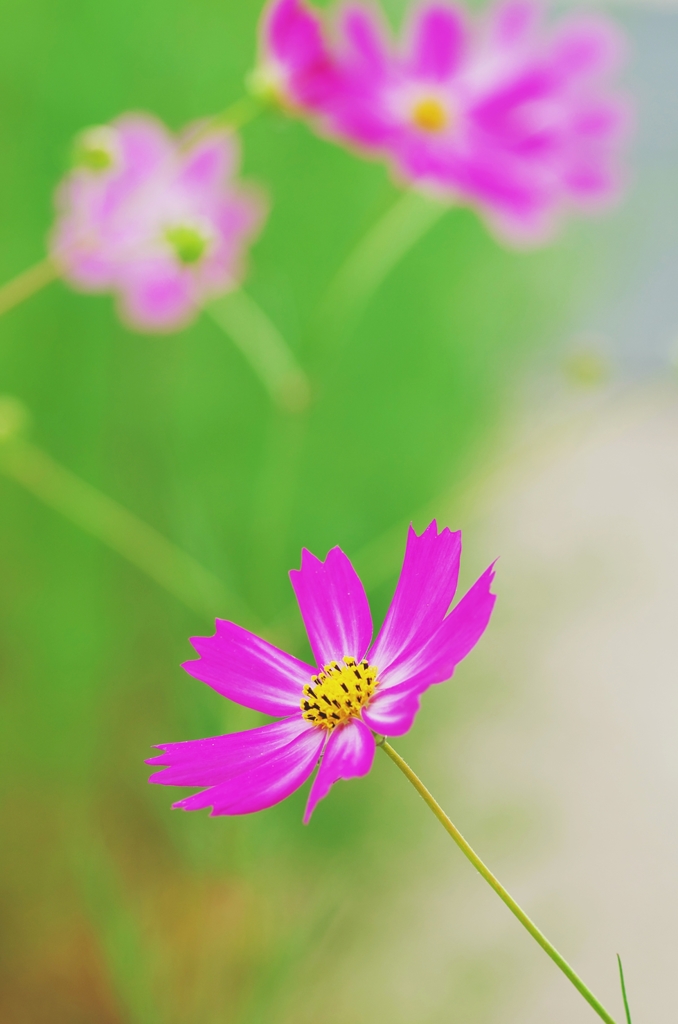 Portrait of the cosmos