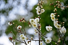 White plum blossoms 3