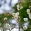 White plum blossoms 3