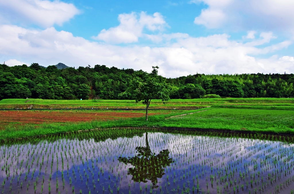 Summer paddy 1