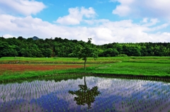 Summer paddy 1