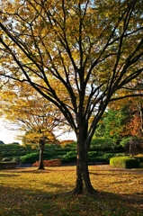 "Good!morning" In a park.