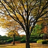"Good!morning" In a park.
