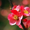 Japanese quinces 1