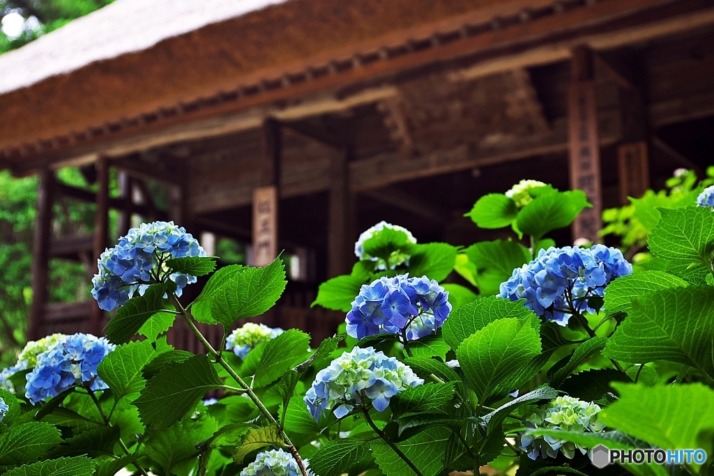 紫陽花・古寺に　３
