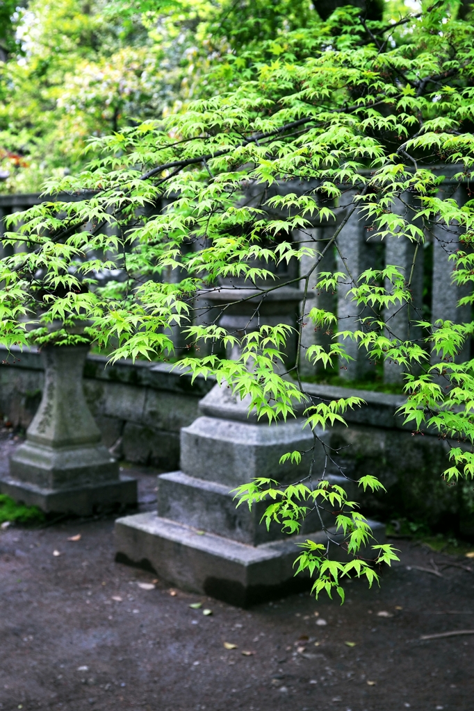 KITANO TENMAN-GU SHRINE 3