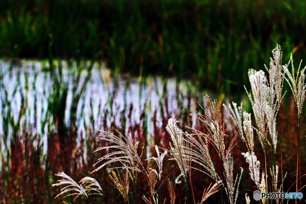 On the shore in late autumn 2