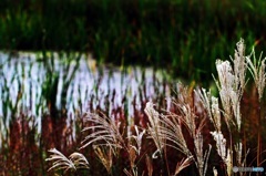 On the shore in late autumn 2