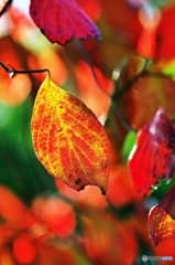 crimson foliage 2