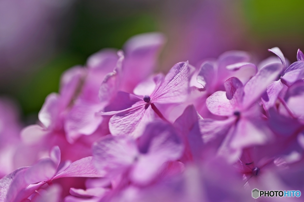 Pink Softly