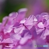 Pink Softly