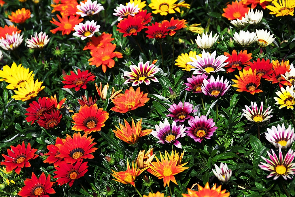 Various Colors