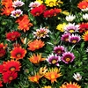 Various Colors
