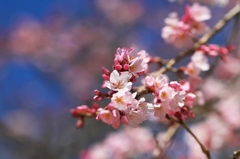 Earlier a weeping cherry tree 4