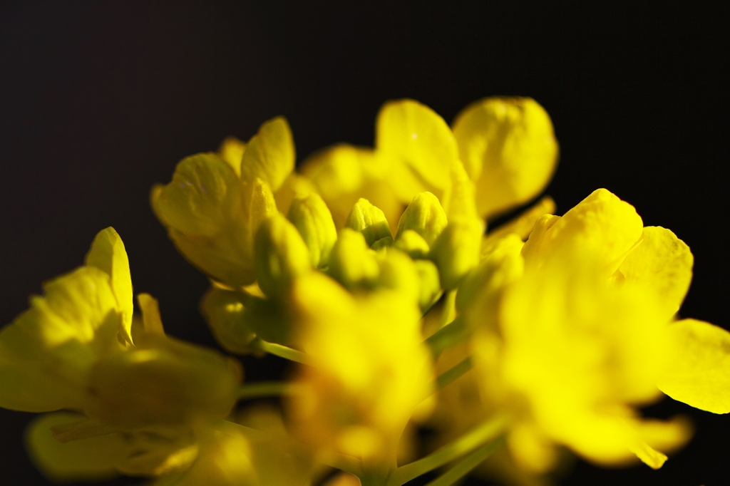 Yellow and black ... 