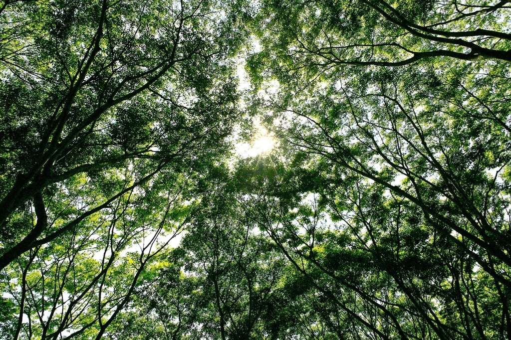 Green heaven