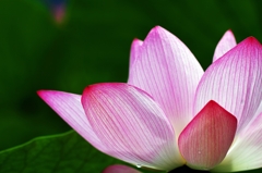 Lotus 12