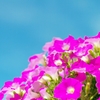 Rose et bleu 1
