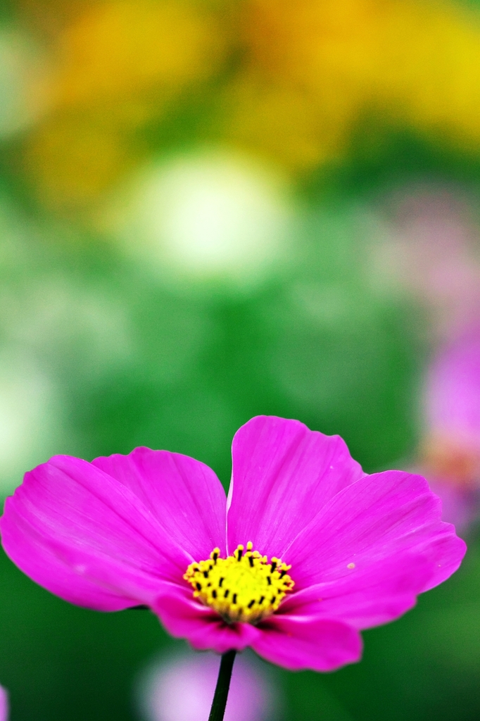 The moment of colors