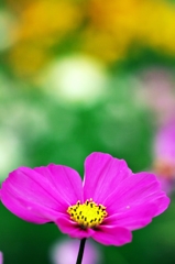 The moment of colors