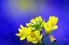 Complementary Color...Yellow & Blue