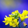 Complementary Color...Yellow & Blue