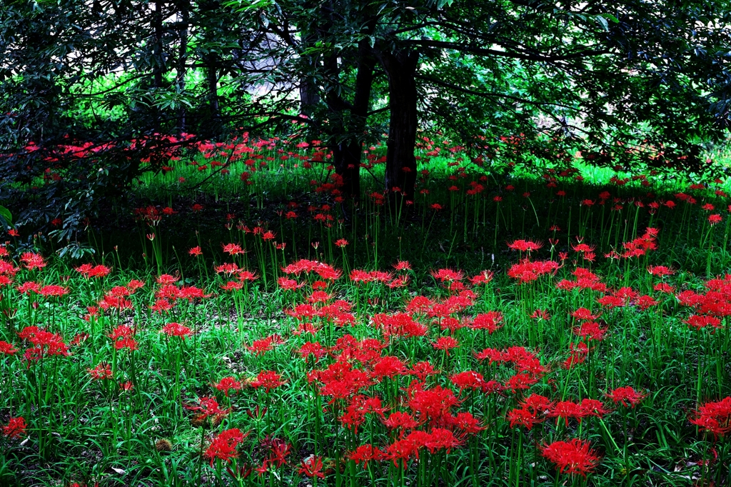 Dark circle around the Crimson flower