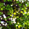 Days of green wind 1