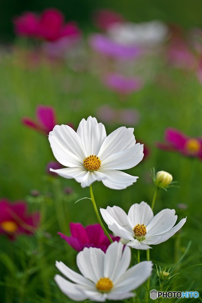 Flower park of October 2